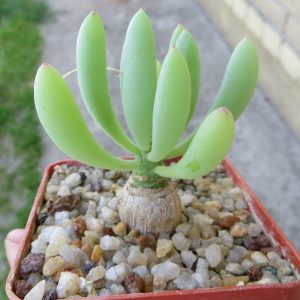othonna aff clavifolia caudex