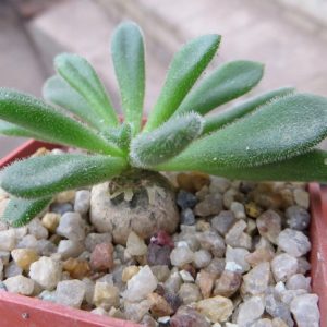 tylecodon leucothrix