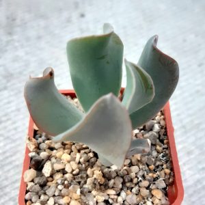 Echeveria 'Culibra'