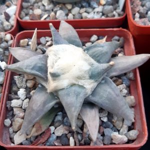 Ariocarpus retusus 'furfuraceus' (К.Rys)