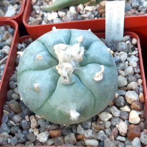 Lophophora williamsii 'zieglerii'