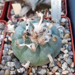 Lophophora williamsii 'grimii' RS268 Huizache, SLP (Кupcak)
