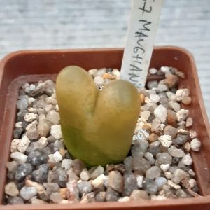 Conophytum maughanii ssp.latum Cop166-7, Umdaus