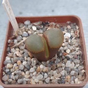 Conophytum (Ophthalmophyllum) friederichiae aff AP