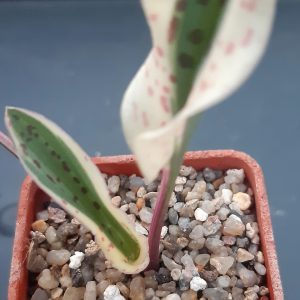 Drimiopsis maculata variegata