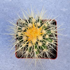 Echinocactus grusonii
