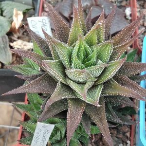 Haworthia cassytha -дітки-