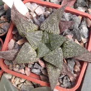 Haworthia hybr. (x cv."Hacuma") -s