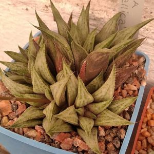 Haworthia cv."Metalica" -дітки-