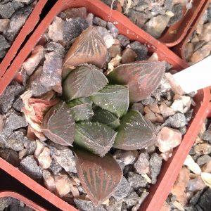 Haworthia hybr. (x cv."Hacuma") -s