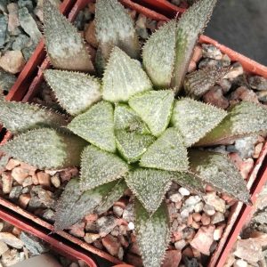 Haworthia magnifica v. major -S.Hammer -s