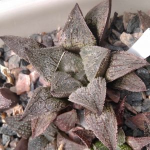 Haworthia magnifica v. major -S.Hammer -s