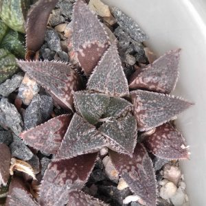 Haworthia hybr. (x cv."Kegazato") -s