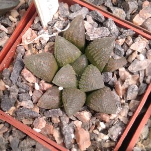Haworthia hybr. (x cv."Hacuma") -s