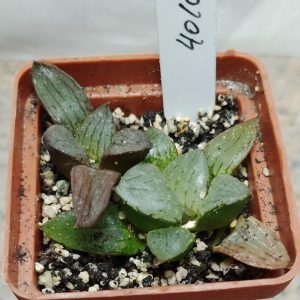 4010 Haworthia comptoniana VVG1 весь горшик