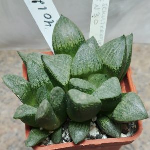 4012 Haworthia schultiana x retusa x comptoniana x VVG30 весь горшик