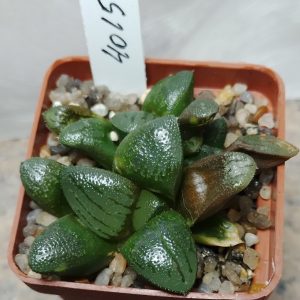 4015 Haworthia bayeri hybrid весь горшик