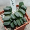 4019 Haworthia truncata