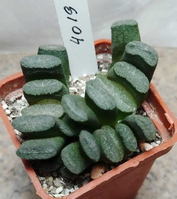 4019 Haworthia truncata