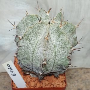 6420 Astrophytum coachuilense x ornatum