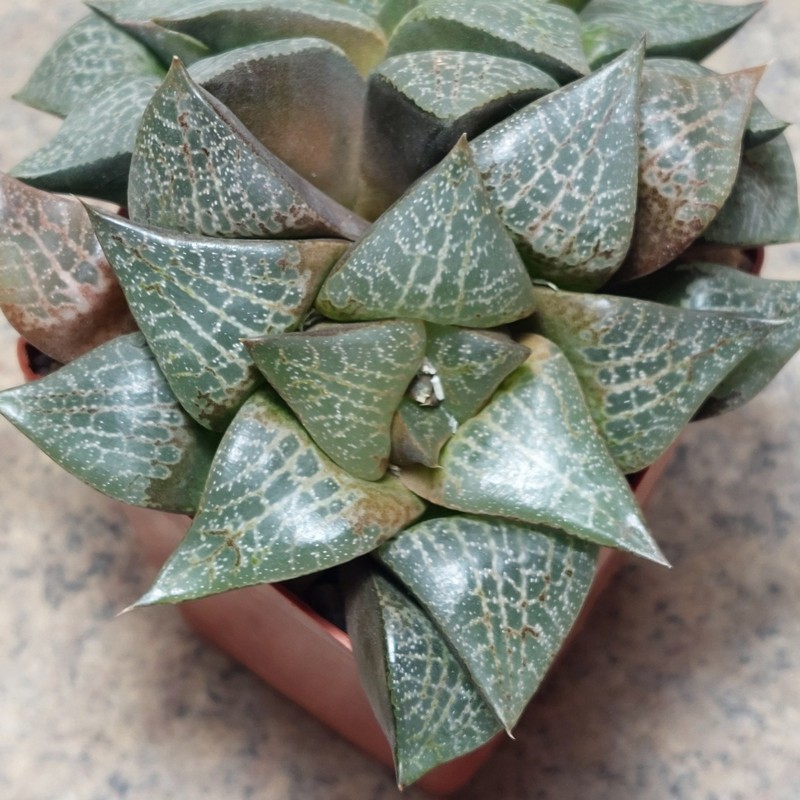 747 Haworthia comptoniana x bayeri одна голова