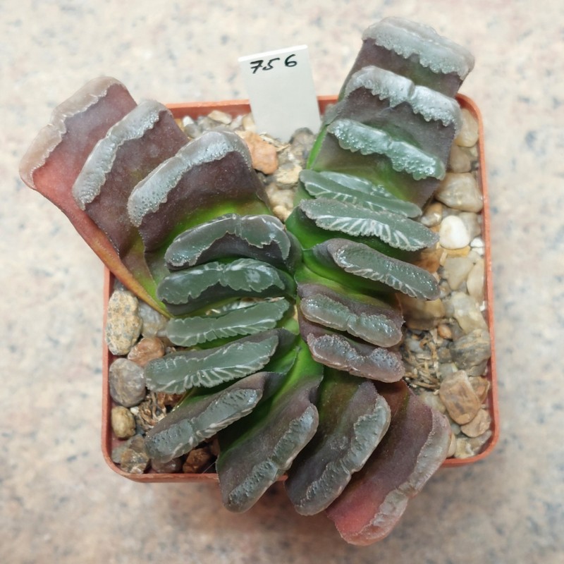 756 Haworthia truncata весь горщик