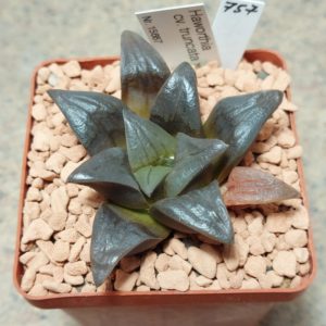757 Haworthia truncata x atrofusca