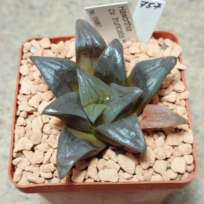 757 Haworthia truncata x atrofusca