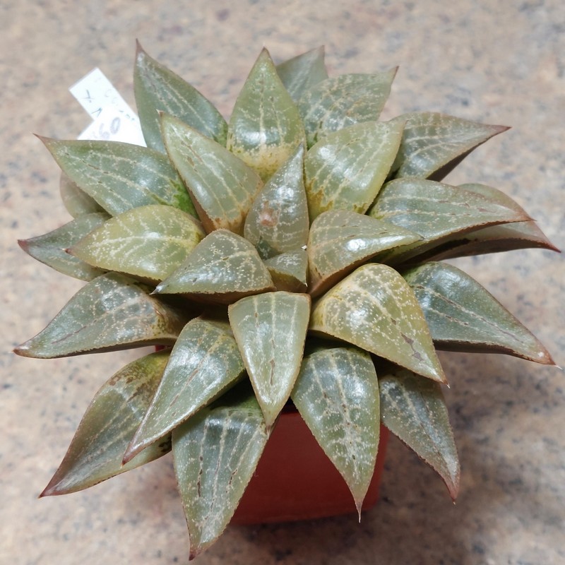 760 Haworthia comptoniana