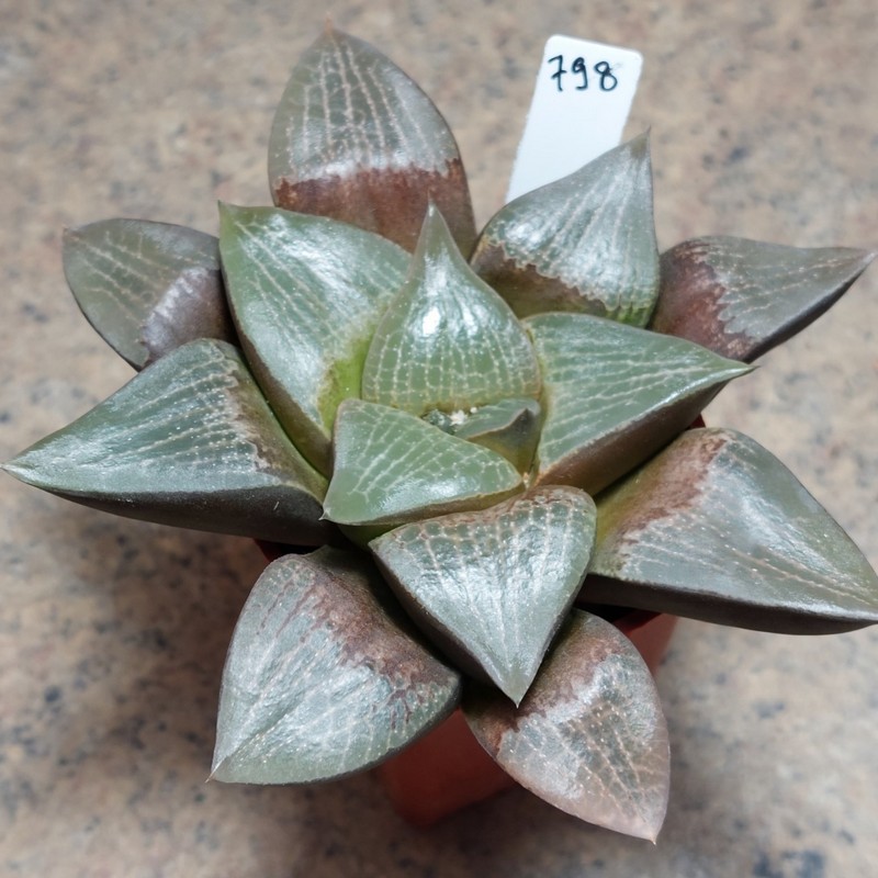 798 Haworthia comptoniana  вік 6 років