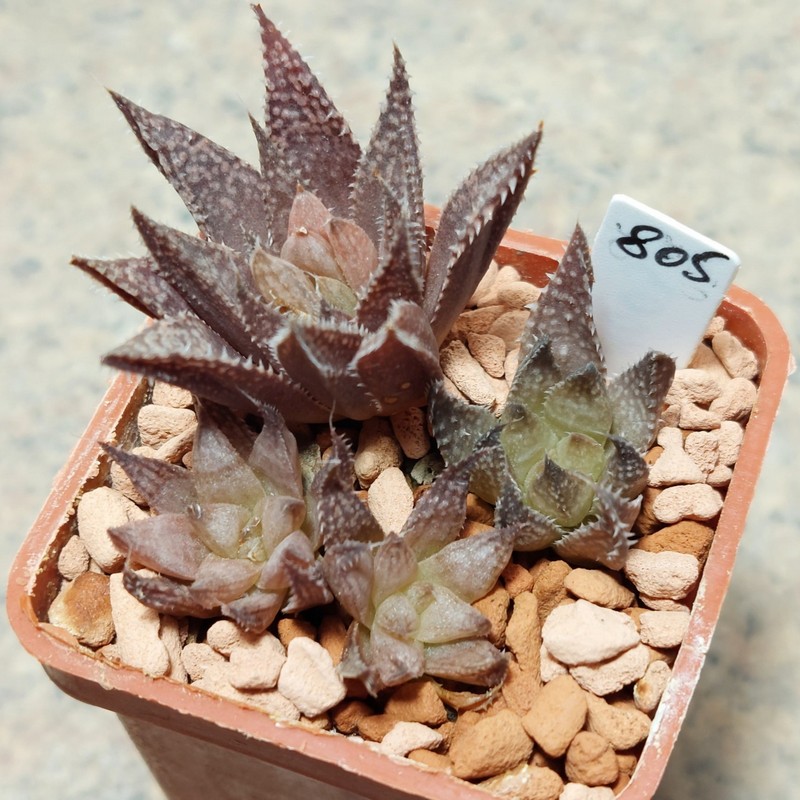 805 Haworthia reticulata hybrid весь горшик сіянці