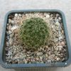 Aylostera deminuta