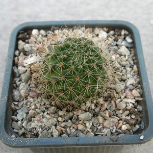 Aylostera deminuta