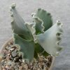 Cotyledon undulata