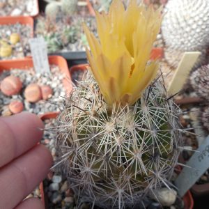 Coryphantha echinus SB 382 - MG -