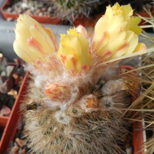 Parodia formosa