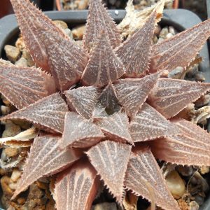 Haworthia magnifica - v.major - MG -