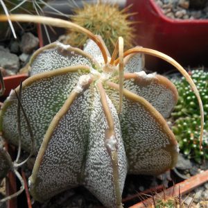 Astrophytum niveum - cv.Weisse Stachel