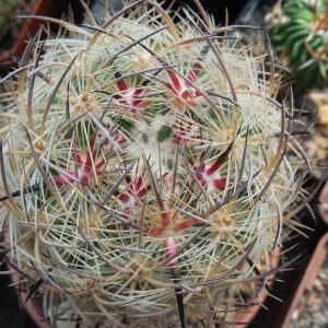 Echinomastus unguispinus  GL 607 - s Jimenez, Chih. MG - not grafted -