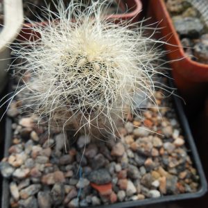 Sulcorebutia gerosenilis SE 183 - PP -