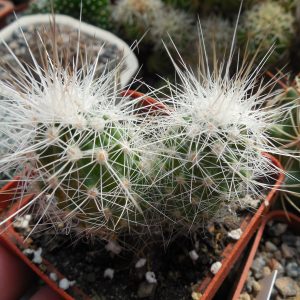 Echinocereus stramineus - v. ocidentalis PP 1531 - Ejido Lusio Blanco, Coah - PP -