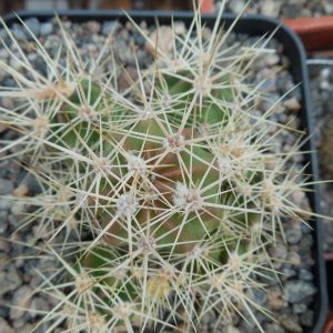 Echinocereus maritimus - v. hankockii - Hipolito,BCN - MG -