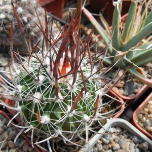Echinofossulocactus lloydii - довгі голки, селекція