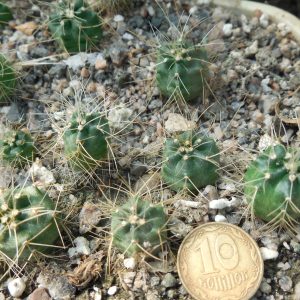 Echinocereus  knippelianus- v.kruegeri SB 939 - Ascencion, NL. - MG -