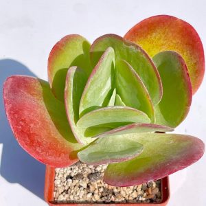 Kalanchoe thyrsifolia