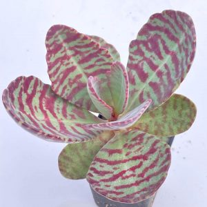 Kalanchoe humilis