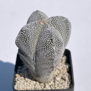Astrophytum cv. » onzuca»