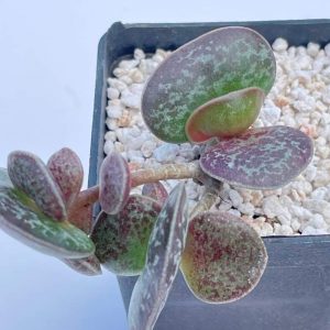Adromischus maculatus