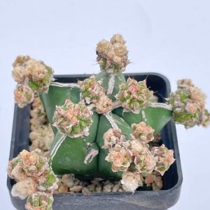 Astrophytum myriostigma ‘Hakujo’