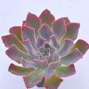 Echeveria cv. "Neon Breakers"